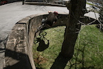 curved wall around tree